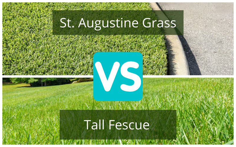 Tall Fescue vs St Augustine