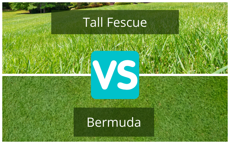 Tall Fescue vs. Bermuda Grass