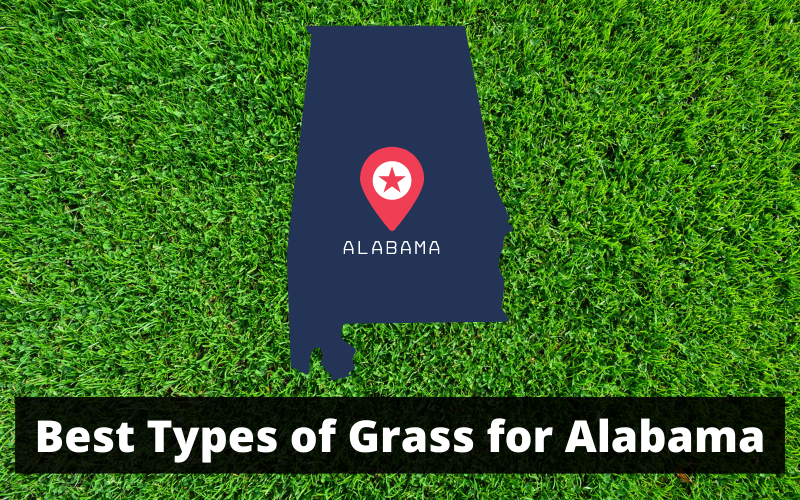 Best Types of Grass for Alabama