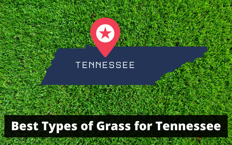Best Types of Grass for Tennessee