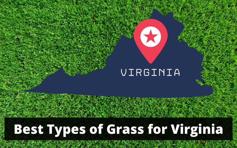 Best Types of Grass for Virginia