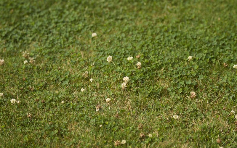 Lawn Weeds That Look Like Clover
