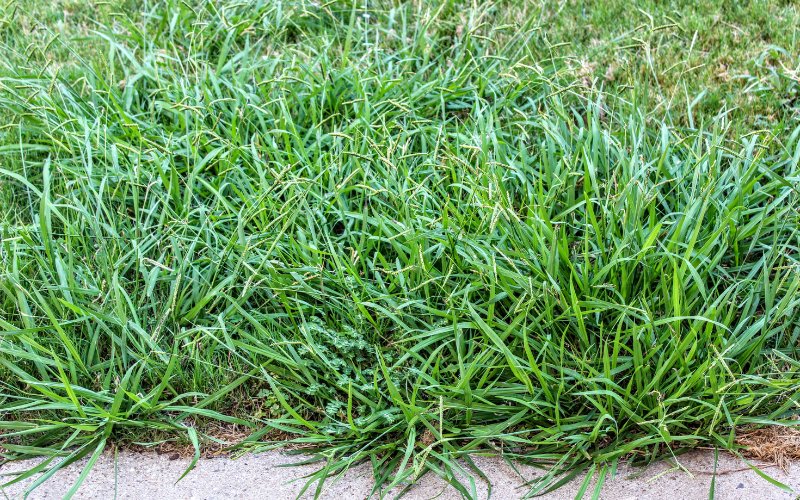 Lawn Weeds That Look Like Grass