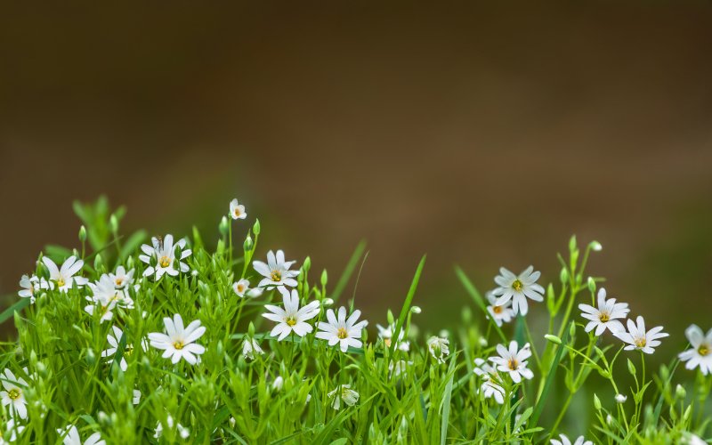 Lawn Weeds with White Flowers