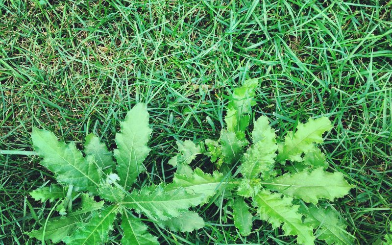 Prickly Lawn Weeds