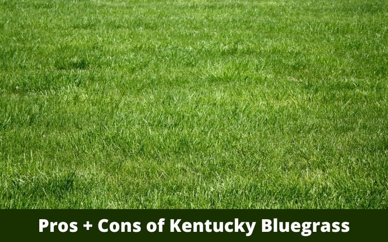 Pros_and_Cons_of_Kentucky_Bluegrass