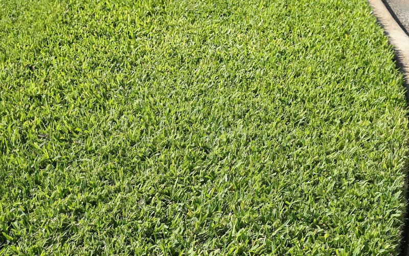 St._Augustine_Grass_Pros_and_Cons