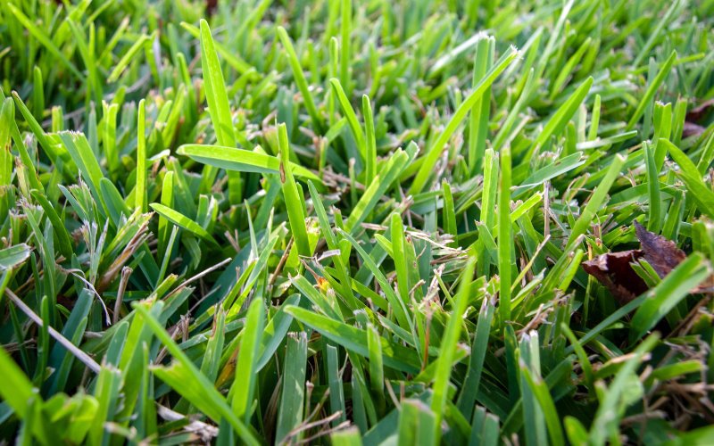 How_Often_Should_You_Mow_St_Augustine_Grass