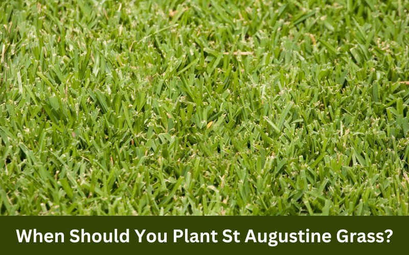 When_Should_You_Plant_St_Augustine_Grass