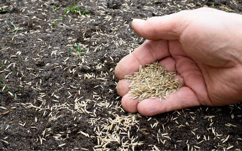 How to Plant Grass Seed on Hard Dirt 