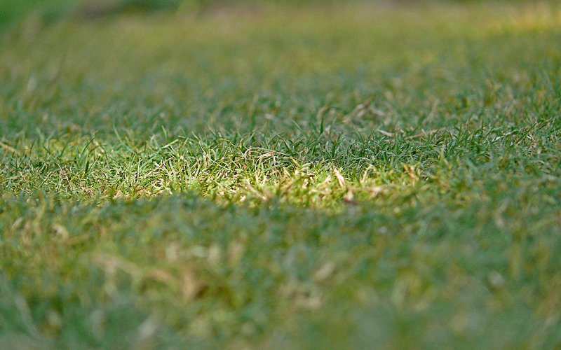 When_to_Plant_Bermuda_Grass