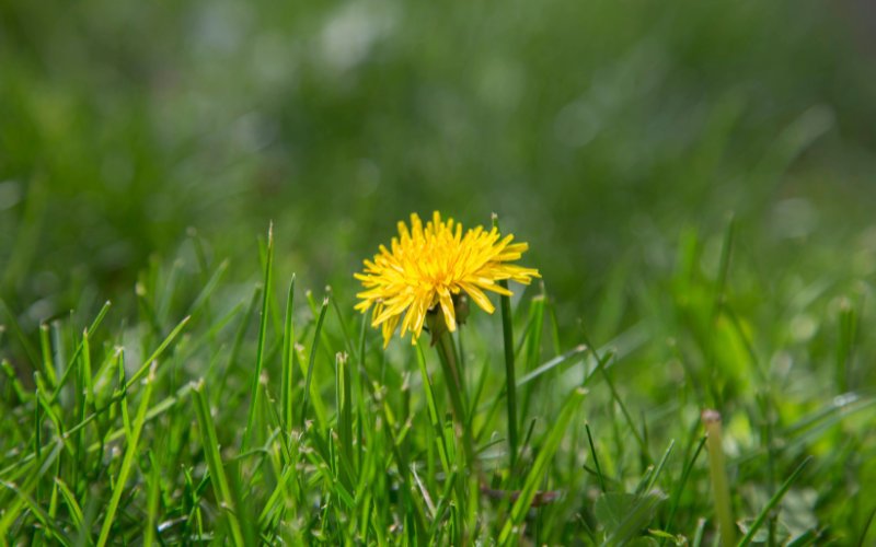 Are_Dandelions_Good_for_Your_Lawn