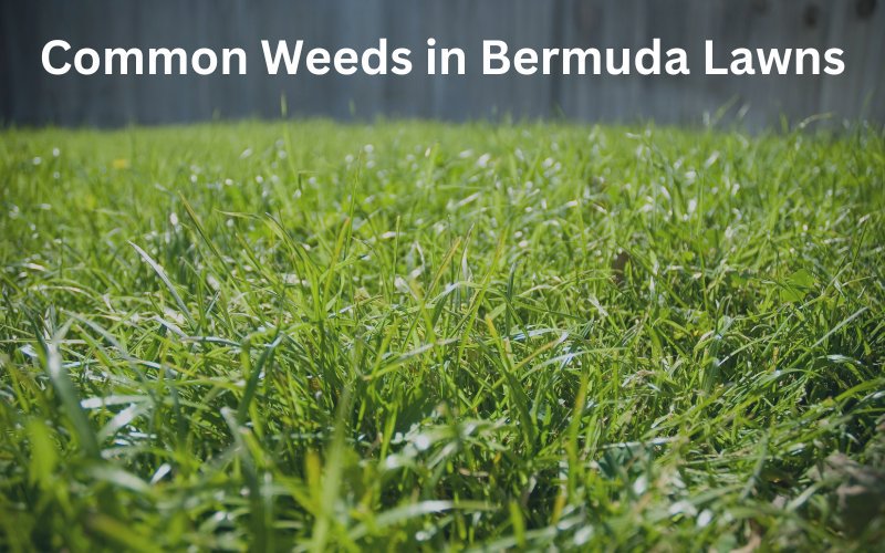 Common_Weeds_in_Bermuda_Lawns