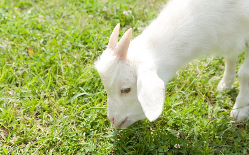 Goats_to_Mow_Lawn