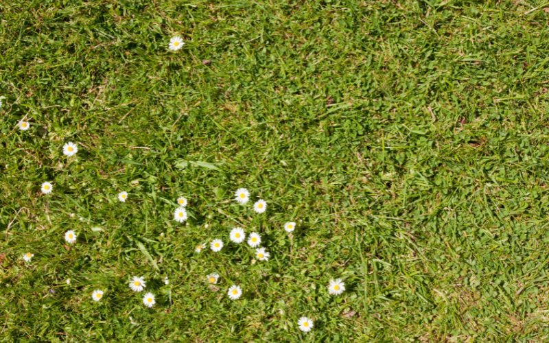 How_to_Get_Rid_of_Daisies_in_Your_Lawn