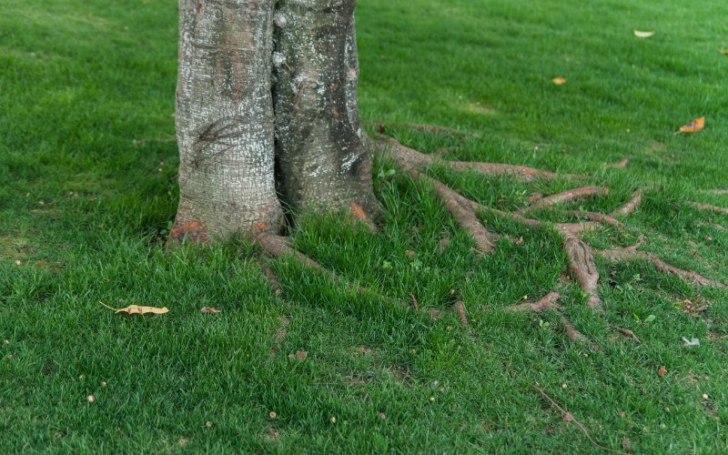 How_to_Stop_Tree_Roots_from_Sprouting_in_Lawn