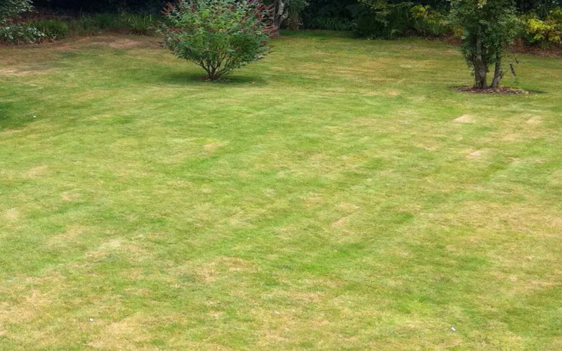 How_to_Tell_if_Your_Lawn_Needs_Lime