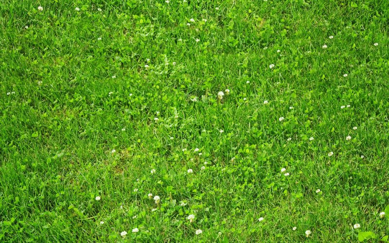 Is_Clover_Good_for_Your_Lawn