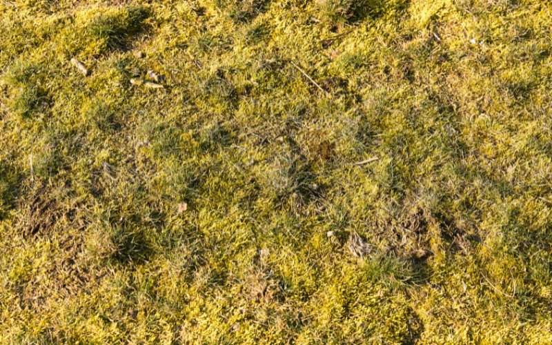 Reseeding_a_Moss_Covered_Lawn
