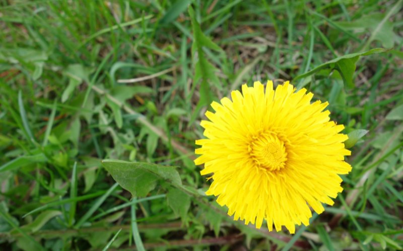 Weeds_that_Look_Like_Dandelions_in_Your_Lawn