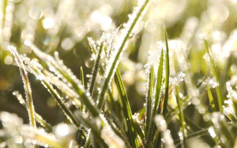 How_to_Protect_New_Grass_From_Frost