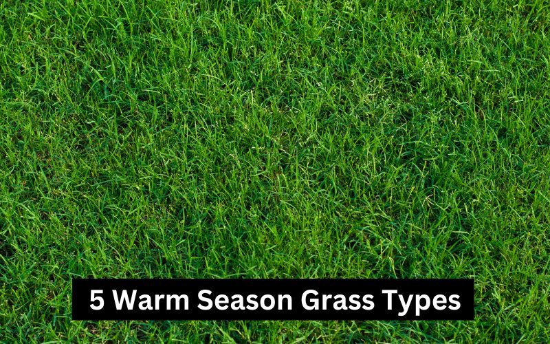 Warm_Season_Grass_Types