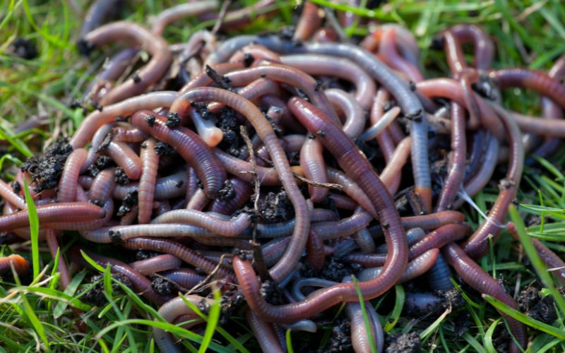 Worms_in_Your_Lawn_Good_or_Bad