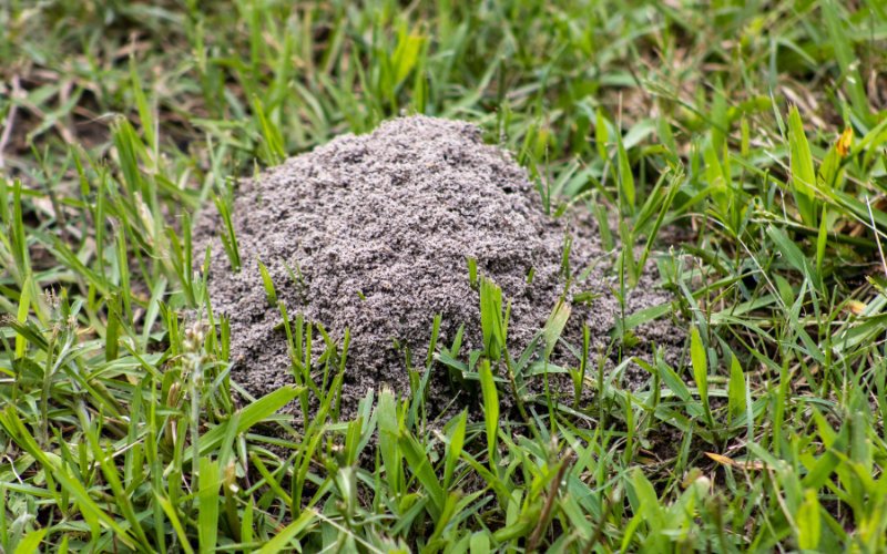 How_to_Get_Rid_of_Ants_in_Grass_Naturally