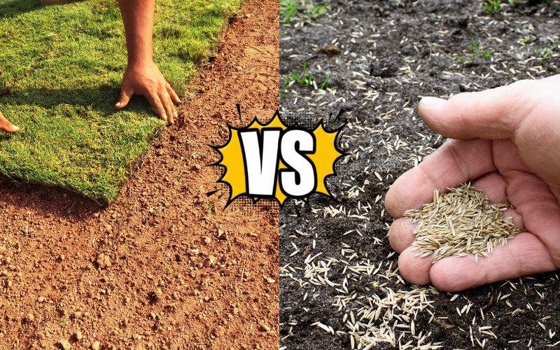 Seeding_vs_Sod