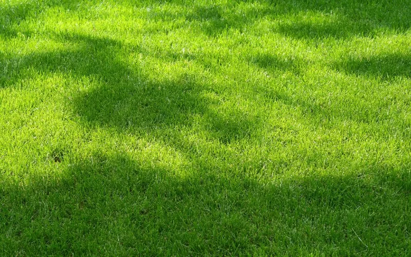 How_to_Grow_Grass_in_the_Shade