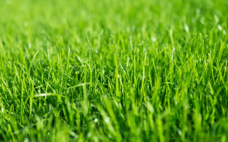 Scientific-Names-for-Different-Lawn-Grasses