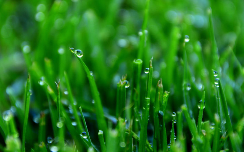 How-to-Mow-Wet-Grass-Without-Clogging-(My-Secrets)