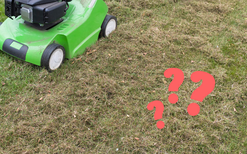 What-Causes-Thatch-in-Lawns-(+-How-to-Prevent-It)